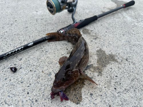 アイナメの釣果