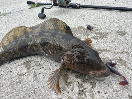 アイナメの釣果