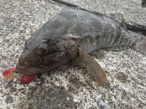 アイナメの釣果