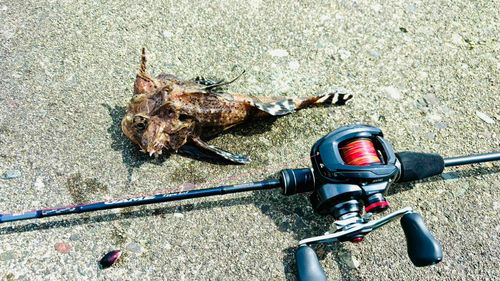 ギスカジカの釣果