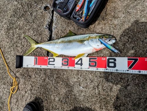 ヒラマサの釣果