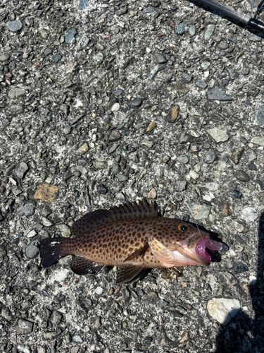 オオモンハタの釣果