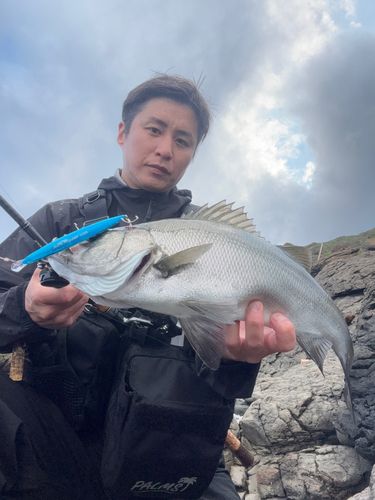 ヒラスズキの釣果