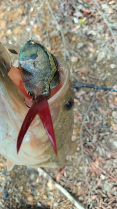 ブラックバスの釣果