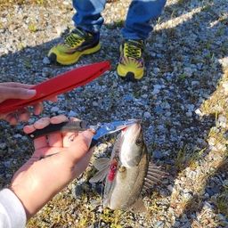 ハネ（ヒラスズキ）