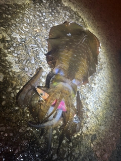 アオリイカの釣果