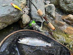 アマゴの釣果