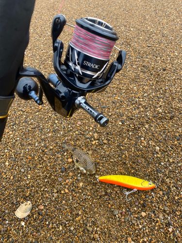 クサフグの釣果