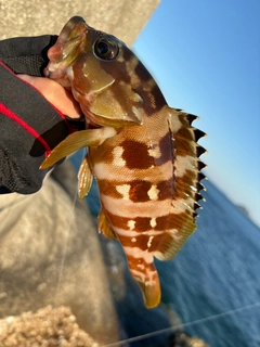 アカハタの釣果