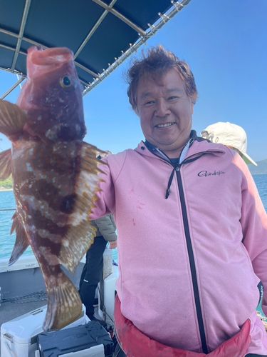 アコウの釣果