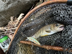 イワナの釣果