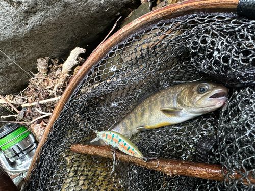 イワナの釣果