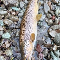 ブラウントラウト