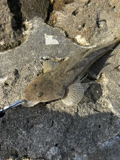 コチの釣果