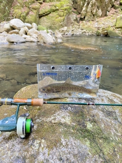 イワナの釣果