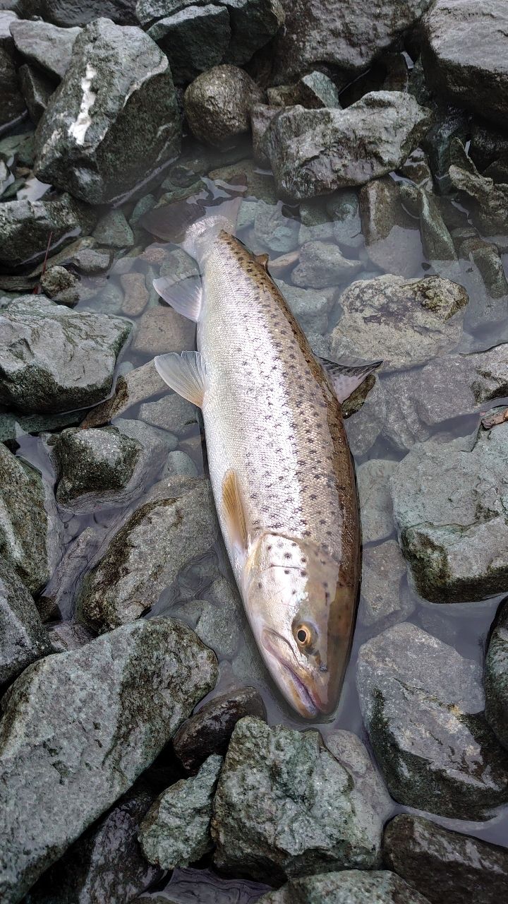 ブラウントラウト