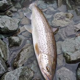 ブラウントラウト