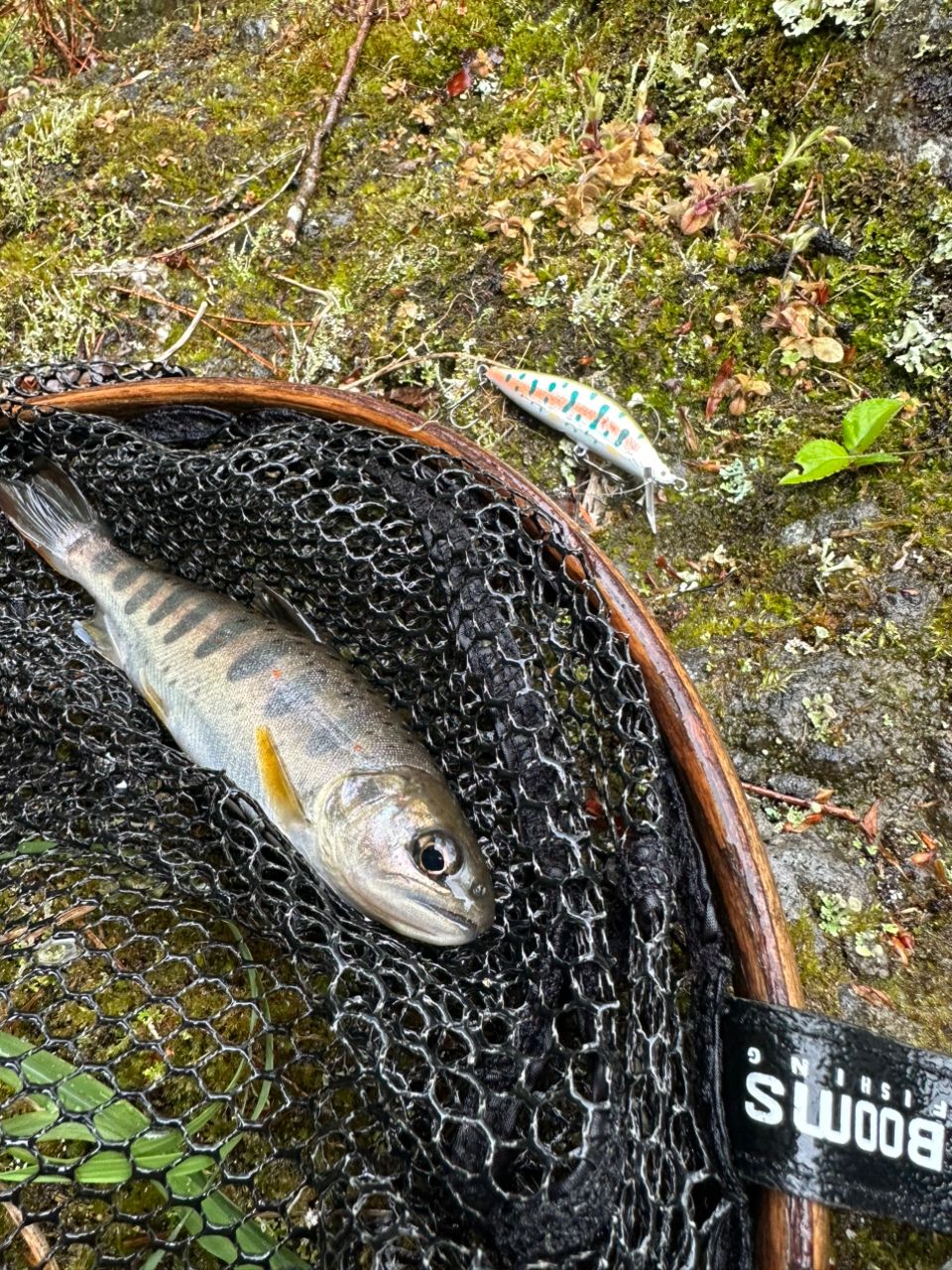 テンリュウ　レイズインテグラル　RZI484S-L 楽天市場】【TENRYU】 テンリュウ レイズ インテグラル RZI484S-L 天龍