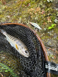 アマゴの釣果