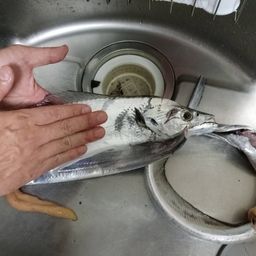 タチウオ