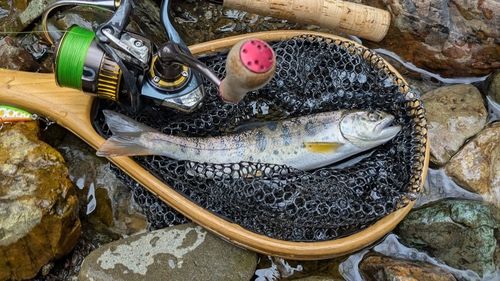 ヤマメの釣果
