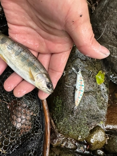 アマゴの釣果