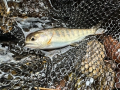 アマゴの釣果