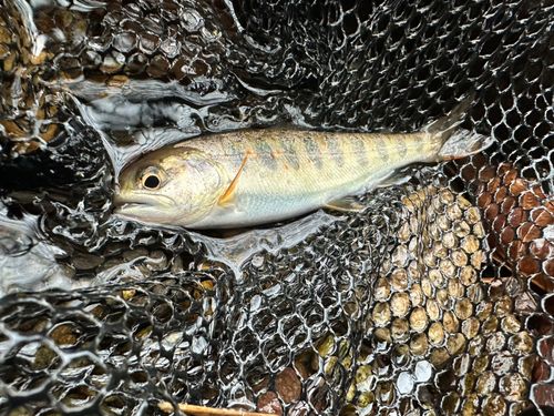 アマゴの釣果