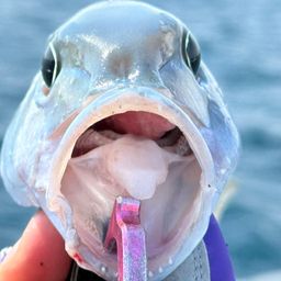アオチビキ