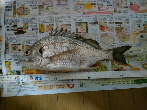 キビレの釣果