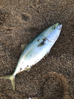 フクラギの釣果