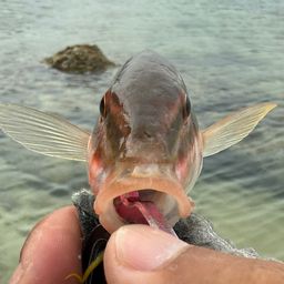 ホウライヒメジ