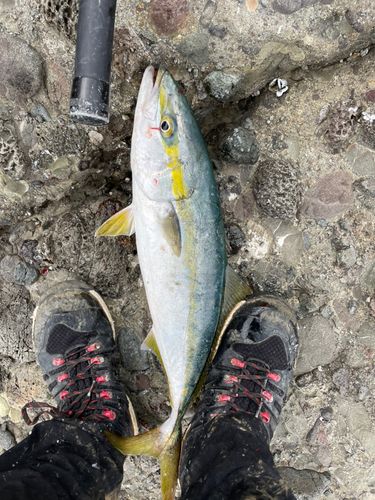 フクラギの釣果