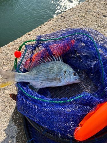 キビレの釣果