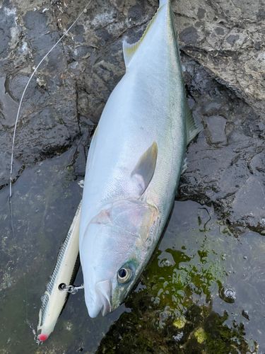 フクラギの釣果