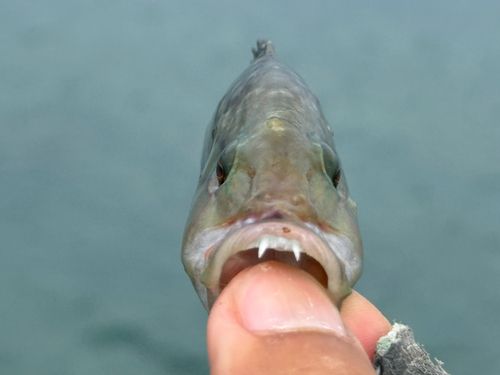 ヒトスジモチノウオの釣果