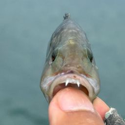 ヒトスジモチノウオ