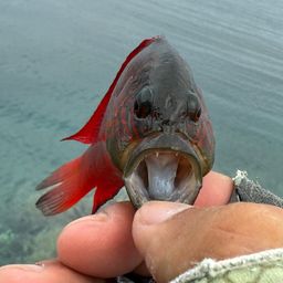 ガンテンメギス