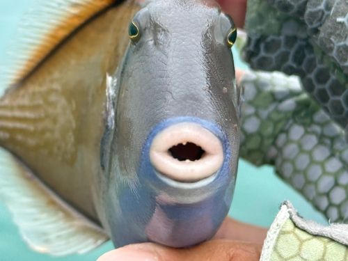 ツマジロモンガラの釣果