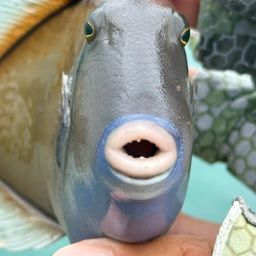 ツマジロモンガラ