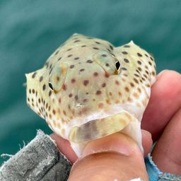 オグロトラギス