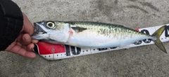 サバの釣果