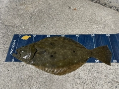 ヒラメの釣果
