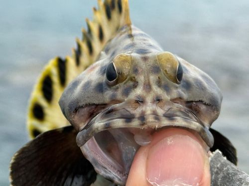 キビレハタの釣果