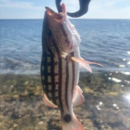 アミメフエダイ