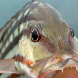 アミメフエダイ