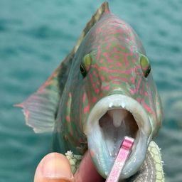 ミツバモチノウオ