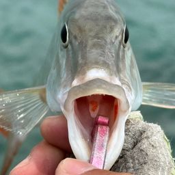 キツネフエフキ