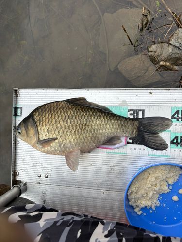 ヘラブナの釣果