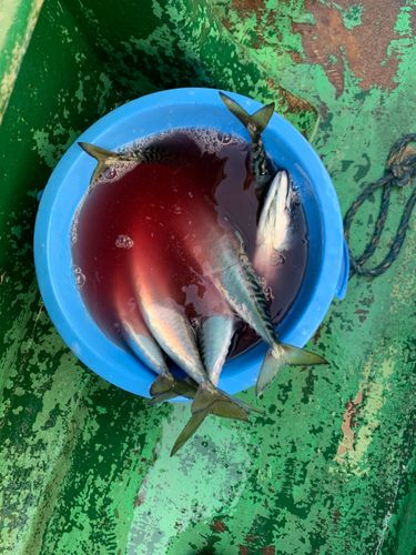 サバの釣果